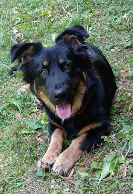 agroturystyka ostrow kierwinski ze zwierzetami kuzia duzy czarny milusinski pies